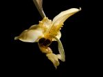 Read more: Stanhopea wardii