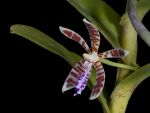 Read more: Trichoglottis smithii