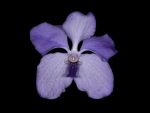 Read more: Vanda coerulea