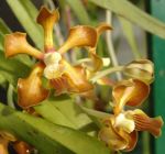 Read more: Vanda hindsii