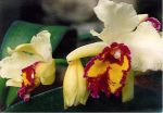 Leggi tutto: Cattleya Delftse Schat