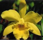 Leggi tutto: Cattleya Destiny