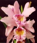 Leggi tutto: Cattleya Heloise