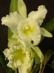 Leggi tutto: Cattleya La Princessita Marvelle