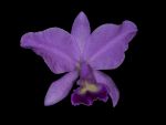 Leggi tutto: Cattleya Portia