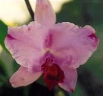 Leggi tutto: Cattleya Sandy Bells