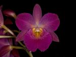 Leggi tutto: Cattleytonia Jamaica Red