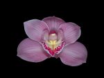 Read more: Cymbidium Alexette