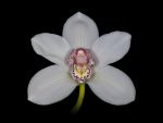 Leggi tutto: Cymbidium Baltic Snow