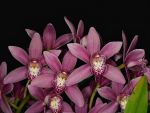 Read more: Cymbidium Kijkduin