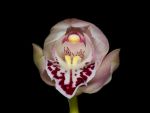 Read more: Cymbidium Lerwich