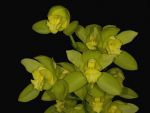 Read more: Cymbidium Madurodam