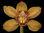 Read more: Cymbidium Party Time