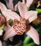 Read more: Cymbidium Starbright Capela