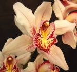 Read more: Cymbidium Summer Love Petra