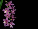 Read more: Cymbidium Trinity