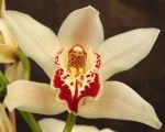 Read more: Cymbidium Vacaru Twinkling