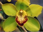 Read more: Cymbidium Fort George