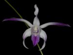 Read more: Dendrobium Akemi