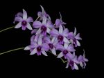 Leggi tutto: Dendrobium Luisae