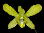 Read more: Dendrobium Mary Mark