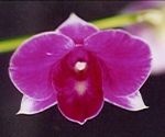 Read more: Dendrobium Samui Morningstar