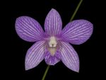 Read more: Dendrobium Selangor Beauty
