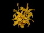 Read more: Dendrobium Stardust Chiyomi