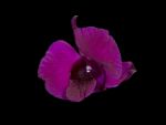 Read more: Dendrobium Surakai