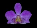 Read more: Doritaenopsis Elizabeth Waldheim