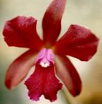 Leggi tutto: Cattleya Netrasiri Fireball