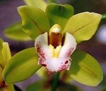 Read more: Cymbidium Peter Pan