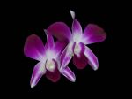Read more: Dendrobium Ta Prong