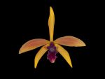 Leggi tutto: Laelia Latona