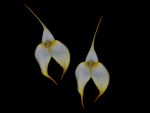 Leggi tutto: Masdevallia Mary Staal