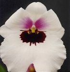 Leggi tutto: Miltoniopsis Lorene 