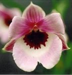 Read more: Miltoniopsis Raphael