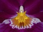 Read more: Miltoniopsis Red Tide