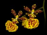 Leggi tutto: Odontocidium Butterfly