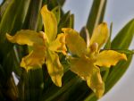 Read more: Odontocidium Geyserland