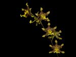 Leggi tutto: Odontocidium Hambuhren Tiger