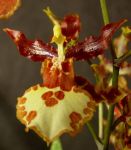 Read more: Oncidium Canaima