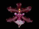 Read more: Oncidium Sharry Baby 