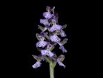 Read more: Orchis hybrid
