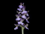 Leggi tutto: Orchis ibrido