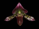 Leggi tutto: Paphiopedilum Blaze