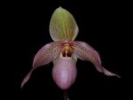 Read more: Paphiopedilum Delophyllum