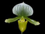 Leggi tutto: Paphiopedilum Maudiae