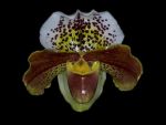 Read more: Paphiopedilum Penn Valley