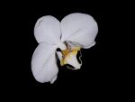 Read more: Phalaenopsis Antartic